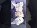 terpesona dengan kucing ( jangan lupa subscriber )