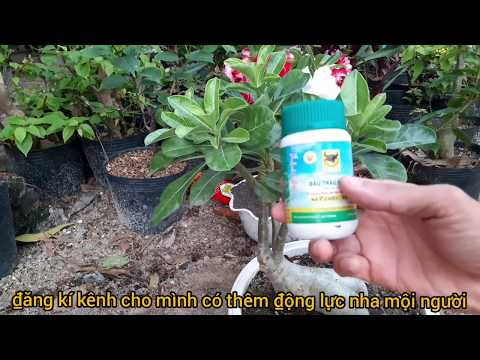 Video: Yêu cầu về Bón phân cho cây Plumeria: Lời khuyên khi Bón phân cho cây Plumeria