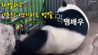 웃긴 동물 영상 판다 멍얼 개인기🐼채혈하고 쓰러지는 척 연기하는 멍배우!