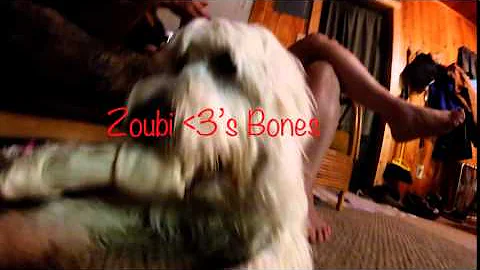 Zoubi loves bones