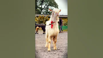 Most Beautiful Youtube Shortsviral Animals Kashmiri Goat 