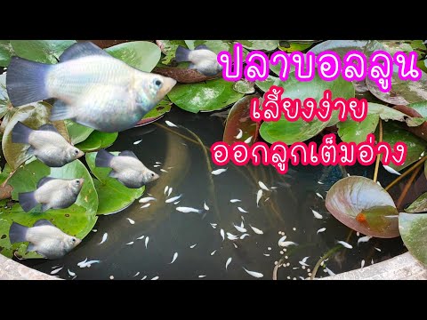 ปลาบอลลูน เลี้ยงง่ายออกลูกเยอะ ซื้อมาแค่5ตัวออกลูกมาเป็นร้อย