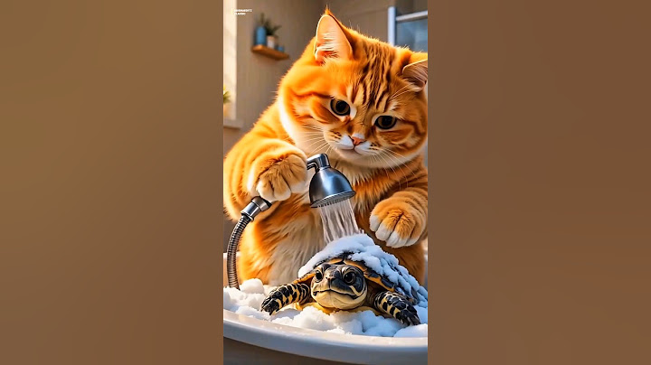 Chhi Chhi Chhi Re Nani 🤩 | New Trending Song | Funny🤣Cat Video #shorts #cat