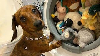 When Nothing Can Prepare You For This Hilarious Dog Video! 🐶 by Ginger Cat 139,313 views 9 days ago 9 minutes, 33 seconds