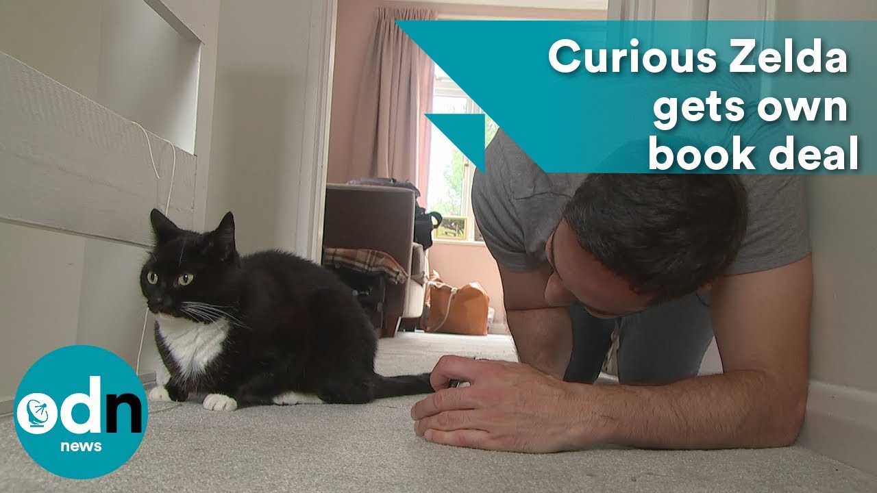 Curious Zelda the internet cat gets her own book deal