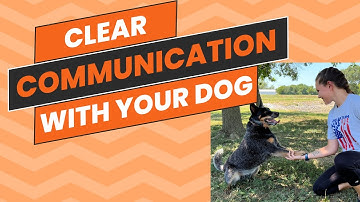 Clear Communication: When to Add Verbal Cues to Dog Training