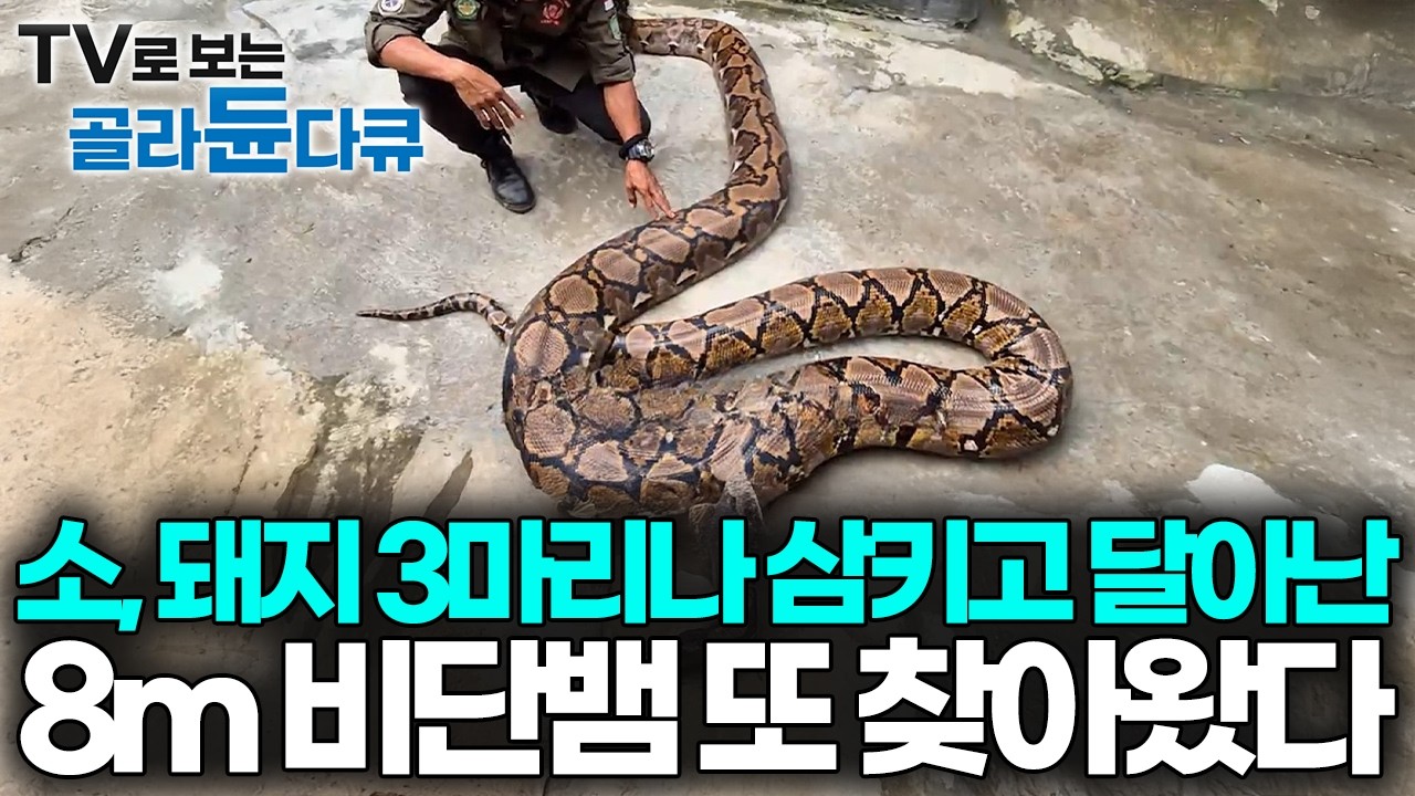 최대 길이 7m에 사람까지 삼켰던 뱀이 이번엔 우리 집 닭장에 찾아왔다｜인도네시아 뱀 구조단｜극한직업｜#골라듄다큐