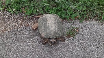 Snapping Turtle Encounter! May 29th, 2020 Giant City State Park Makanda Illinois