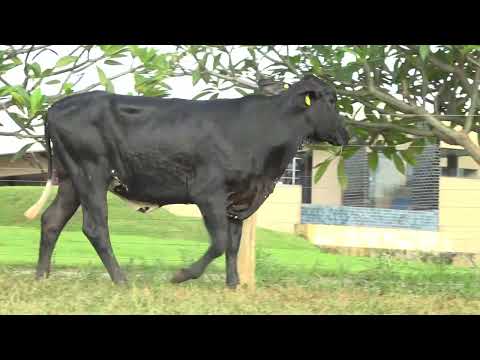 LOTE 59  113 MIRACEMA MONTROSS FIV GIR DANTAS   9014BT