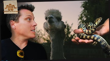 CRAZY REPTILE PARTY | Halmahera Scrubs, Alpacas, and Car Accidents