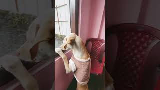 Dog watching pigeon feed shortsfeed youtubeshorts dog pets puppy