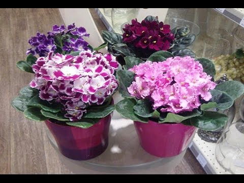 Фиалки Приметы и суеверия