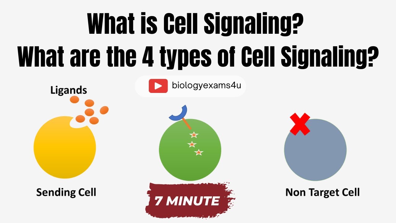 cell-signaling-and-4-types-of-cell-signaling-youtube