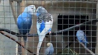 Budgies in Aviary #nature #budgies #parakeet, #birds, #birdsounds, #parrot