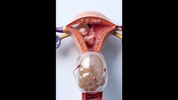 Why Sperm Can’t Enter: Cervical Mucus Plug Explained in 3D