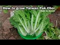 How to Grow Taiwan Pak Choi from Seeds at Home / So Fast 38 Days Can Harvest, So Easy for Beginners