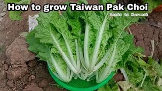 How to Grow Taiwan Pak Choi from Seeds at Home / So Fast 38 Days Can Harvest, So Easy for Beginners