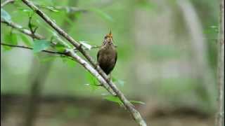 Download Lagu ミソサザイ winter wren MP3 Download Lagu ミソサザイ winter wren MP3
