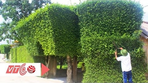 Ngắm hàng rào “độc lạ” bằng cây hơn trăm tuổi | VTC