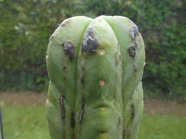 Black spots / pustules / bumps on Trichocereus & other Cereus Cacti and the  causes - YouTube