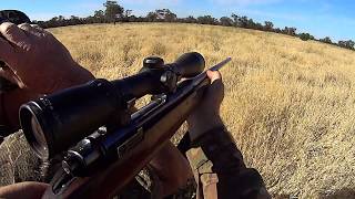 Pigs on the run. Western NSW pig hunt