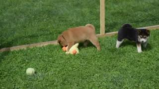 Shiba Inu Puppies For Sale by Greenfield Puppies 62 views 3 days ago 42 seconds