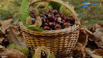 Dove andare a raccogliere le castagne in Emilia Romagna?