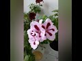 ПЕЛАРГОНИИ ГЕРАНИ ГРАН де ФЛОРА  красивые цветы