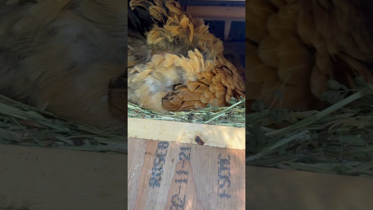 Who S In Here It Goldenface Is Broody And Not A Big Fan Of Me Opening The Door Asmr