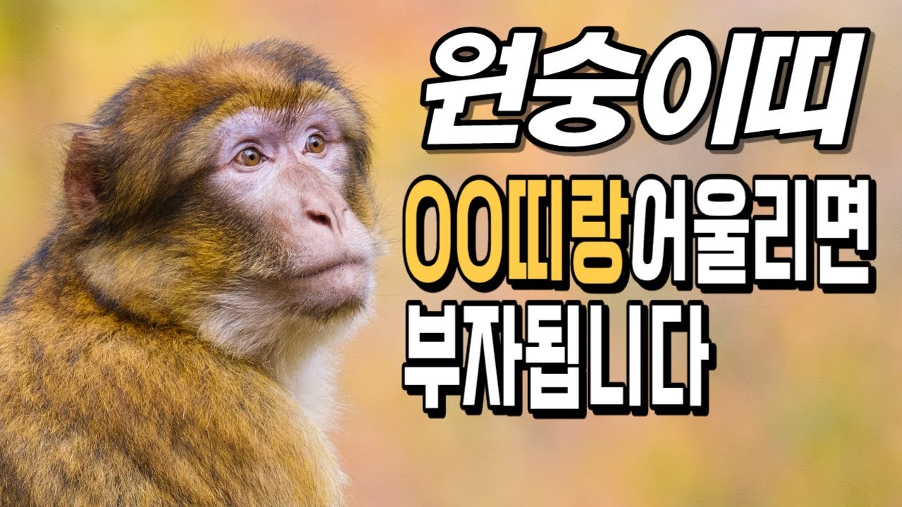 원숭이띠! OO띠랑 어울리면 부자 됩니다! 원숭이띠에게 가장 좋은 귀인띠! [운곡스님의 점찰이야기]