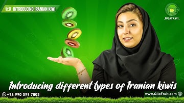 Export and import of persian Kiwi : Introducing different types of Iranian kiwis