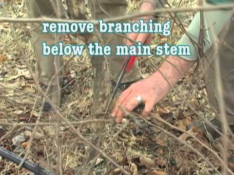 Pruning Muscadine Gs You Pruning Muscadine Gs