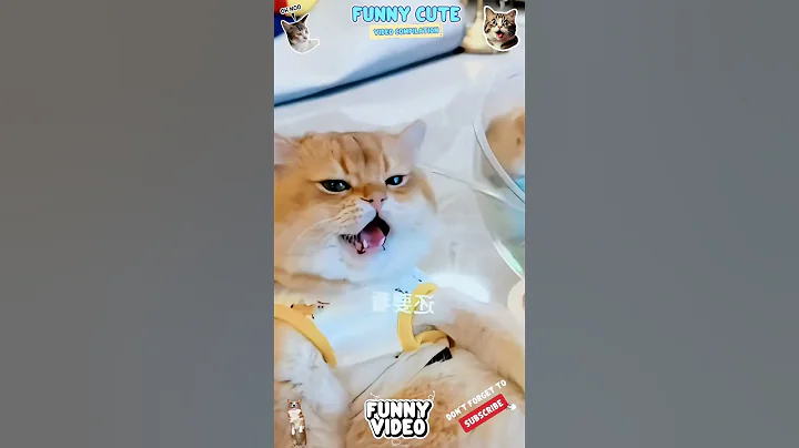 Watch the video about Super Cute Cat Making Her Laugh 😹#funny #catcomedy #catvideos #cat #catshorts #funnyanimal #catlover