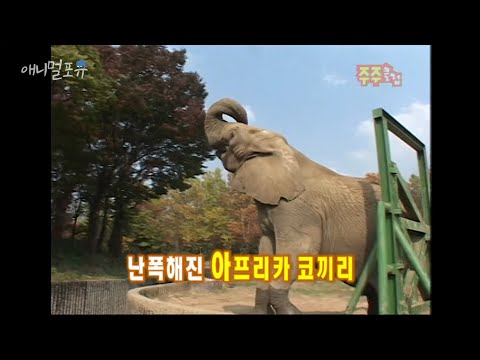 극한직업 코끼리 사육사, 화나면 누구도 말릴 수 없다 ㅠㅠ KBS 051106 방송