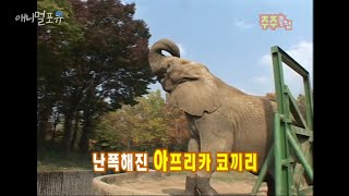 극한직업 코끼리 사육사, 화나면 누구도 말릴 수 없다 ㅠㅠ KBS 051106 방송