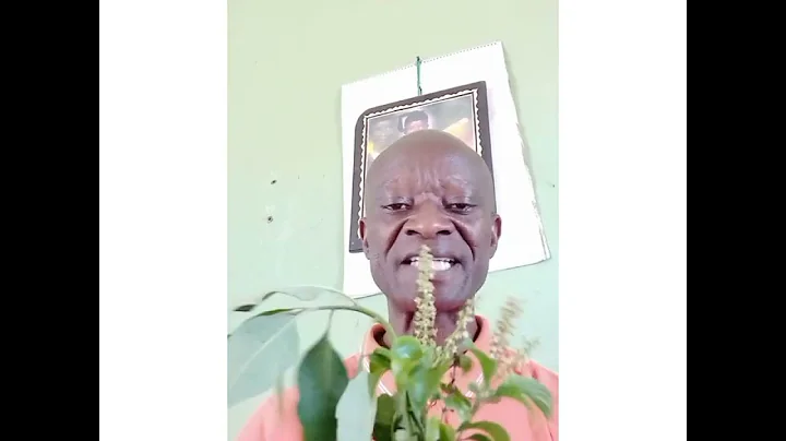 the benefits of bitter leaf and scent leaf(+2347069238269,+2348078579355)