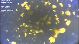 Celebrity Casing Inspection :  Whipstock/ Window Milling Operations Profile