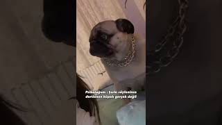 Dertsiz İnsan Yok Dayı Resimi