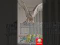 SHIKRA ATTACK! 🦅 Wild Hawk Attacks My Budgie Cage! #birdlovers #petvlog #naturelovers #trending