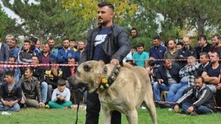 DEV ÇOBAN KÖPEKLERİ ŞAMPİYON OLMAK İÇİN YARIŞTI ! ŞEREFLİ KOÇHİSAR