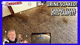 Urine Soaked Carpet! Do You think We CAN Clean this? Let's Find Out!