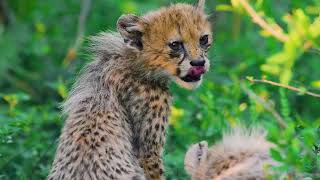 Episode 1: African Wild Life | Free Documentary Nature by Wildlife Secrets 447 views 2 months ago 2 minutes, 1 second