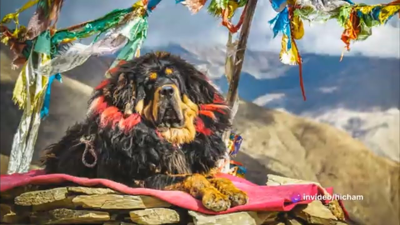 Top 10 Most Expensive Animals in the World YouTube