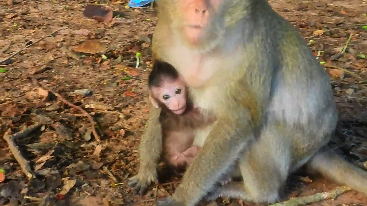 Adorable baby Canie got breast milk & she grow up fast she can walk near her mom Cora