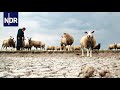 Wetter extrem - Zwischen Sturmflut und Dürre (1/3) | DIE REPORTAGE | NDR Doku