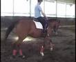 Juan carlos ruiz horse training