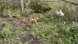 Chasing chickens in pen