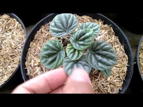 Video: Penemuan Bioassay Agen-agen Antibakteria: Pemeriksaan In Vitro Peperomia Vulcanica, Peperomia Fernandopoioana Dan Scleria Striatinux