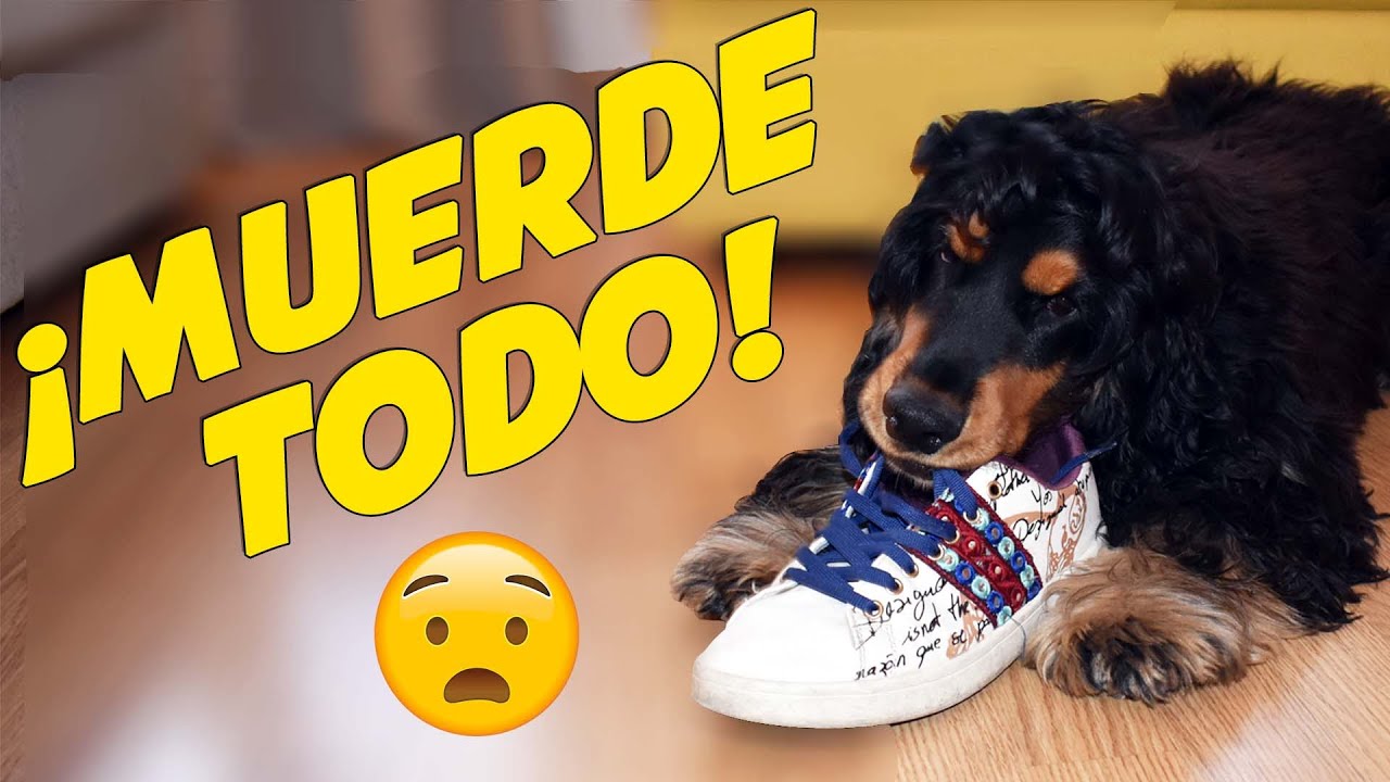 Cómo enseñar a un cachorro a no morder