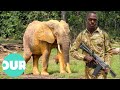 OPERATION COBRA: Cracking Down On The Ivory Trade | Animal Black Ops | Our World